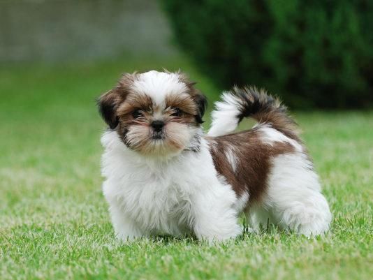 Shih-Tzu