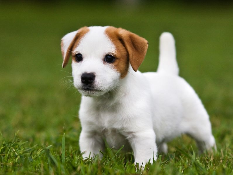 Jack Russell