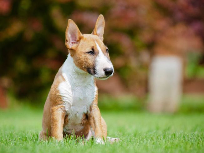 Bull Terrier