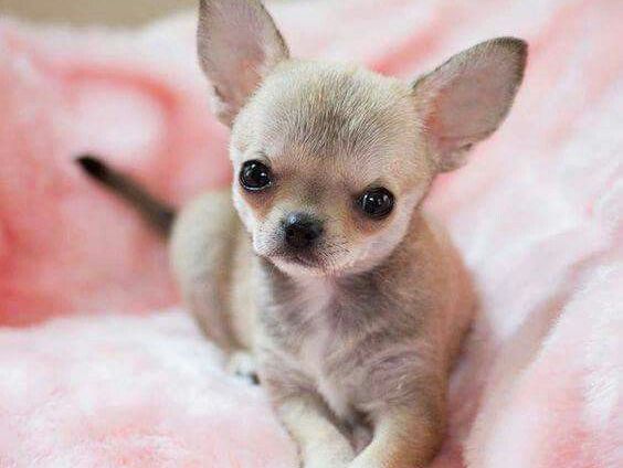 Chihuahua