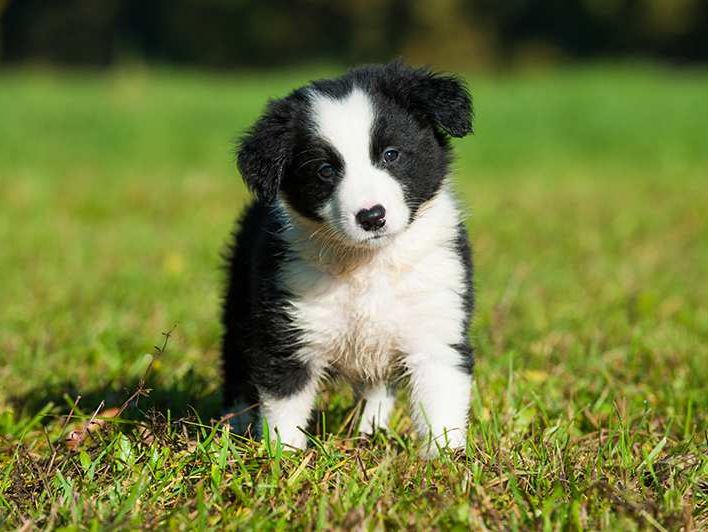  Border Collie