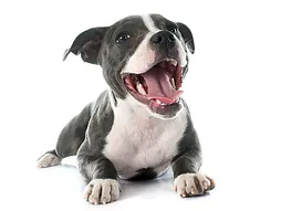 Staffy