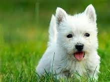 West Highland Terrier