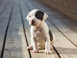 Pitbull