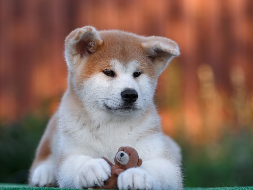 Akita Inu