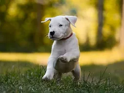 Dogo Argentino