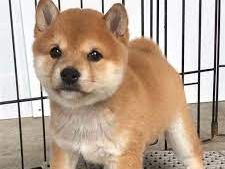 Shiba Inu