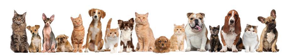 Tienda Cachorro animales header