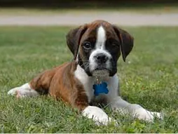 Boxer