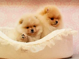 Pomerania