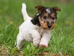 Fox Terrier
