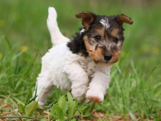 Fox Terrier