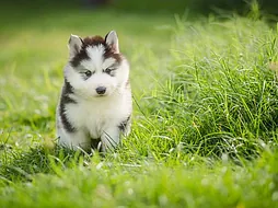 Husky Siberiano