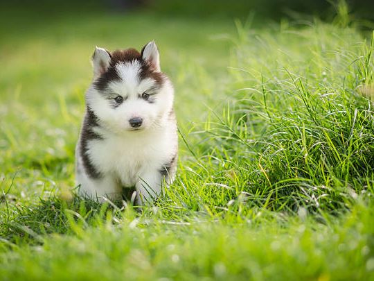 Husky Siberiano