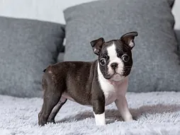 Boston Terrier