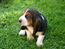 Busset Hound