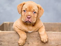 Dogo de Burdeos