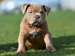 American Bully