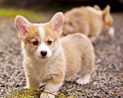 Corgi