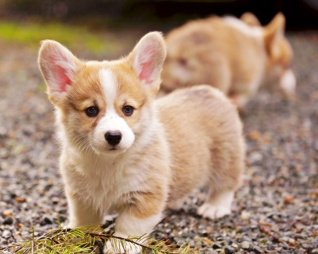 Corgi