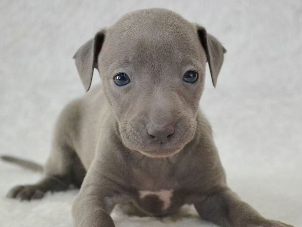 Galgo Italiano