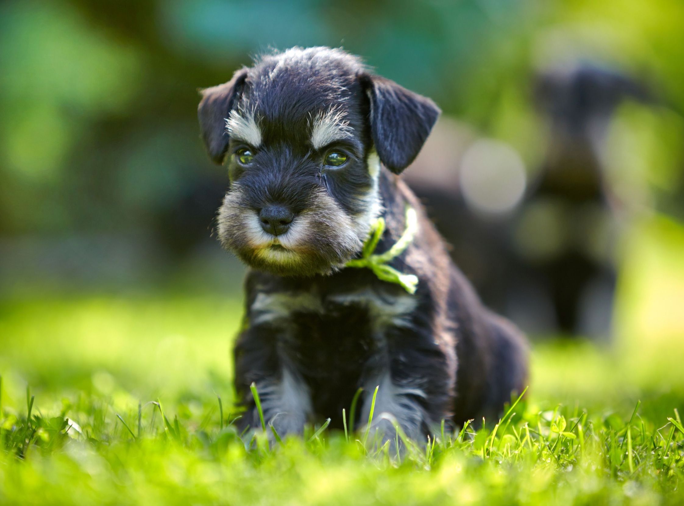 Schnauzer